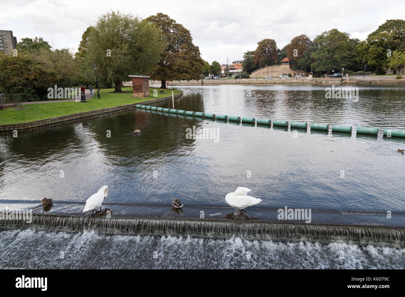 Bedford, Regno Unito. Xii Sep, 2017. uk meteo: pomeriggio soleggiato a Bedford. Il fiume Ouse fluisce attraverso bedford town center con un attraente embankment. cigni sono una visione comune sul fiume. Credito: wansfordphoto/alamy live news Foto Stock