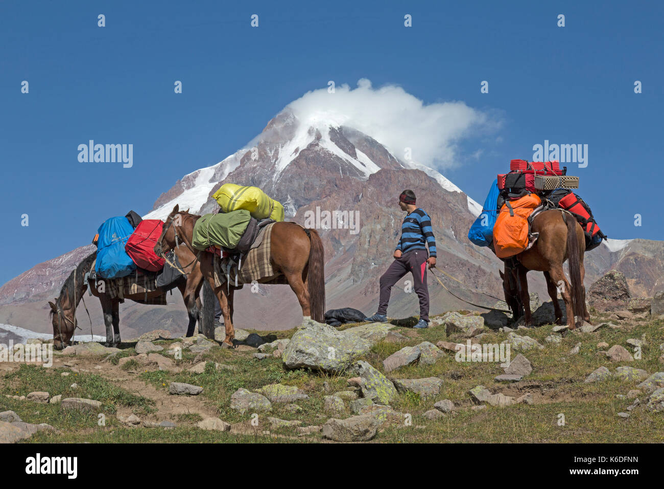 I cavalli che trasportano bagagli e altri oggetti di piccole dimensioni per gli escursionisti di andare fino a salire il monte Kazbek (Kazbeg) in Georgia. Cima della montagna può essere visto dietro. Foto Stock