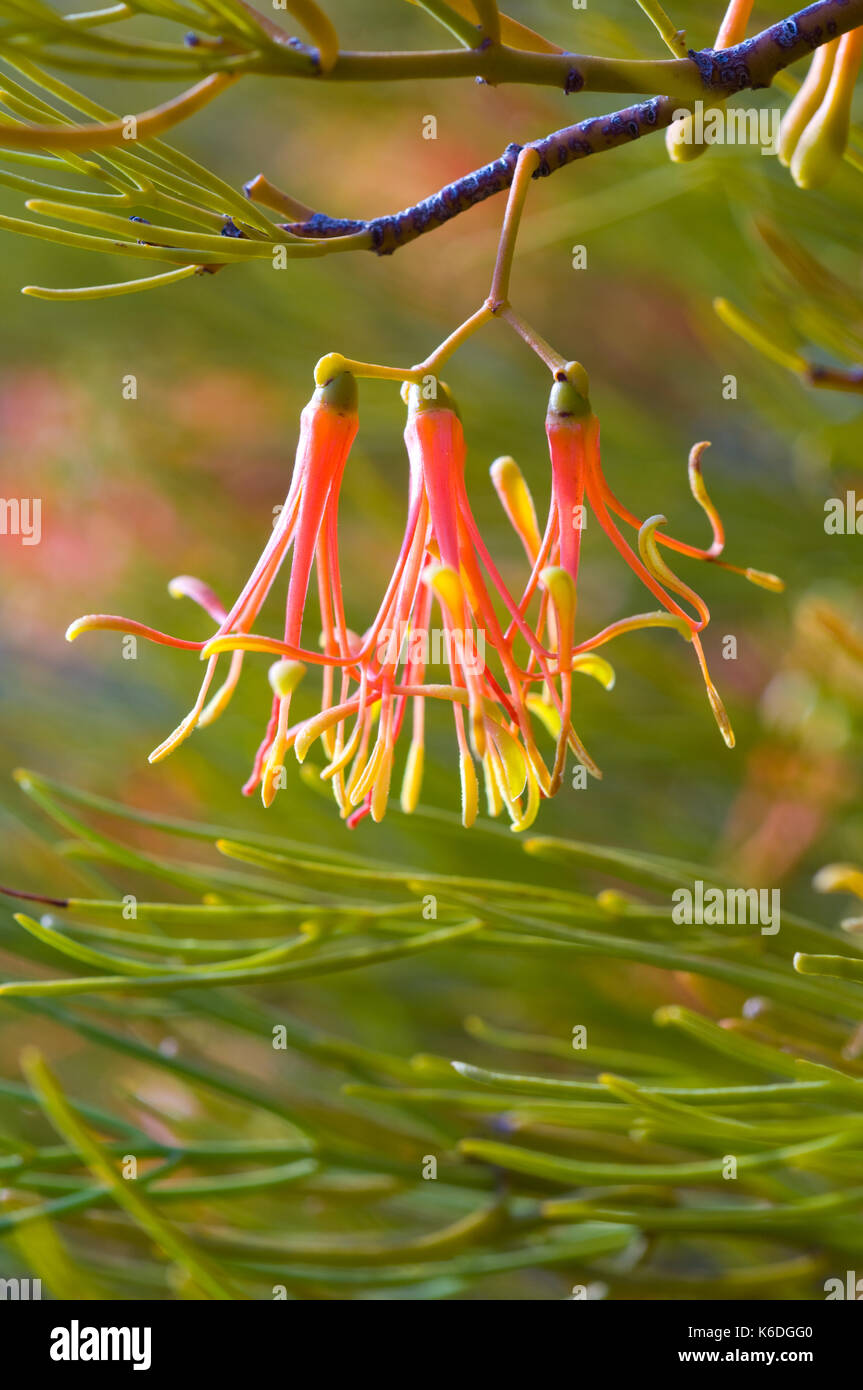 Close up di vischio rosso fiore, questo campione andando su un albero di Acacia nel Mallee paese del nord della Victoria. Una pianta parassita che cresce su un Foto Stock