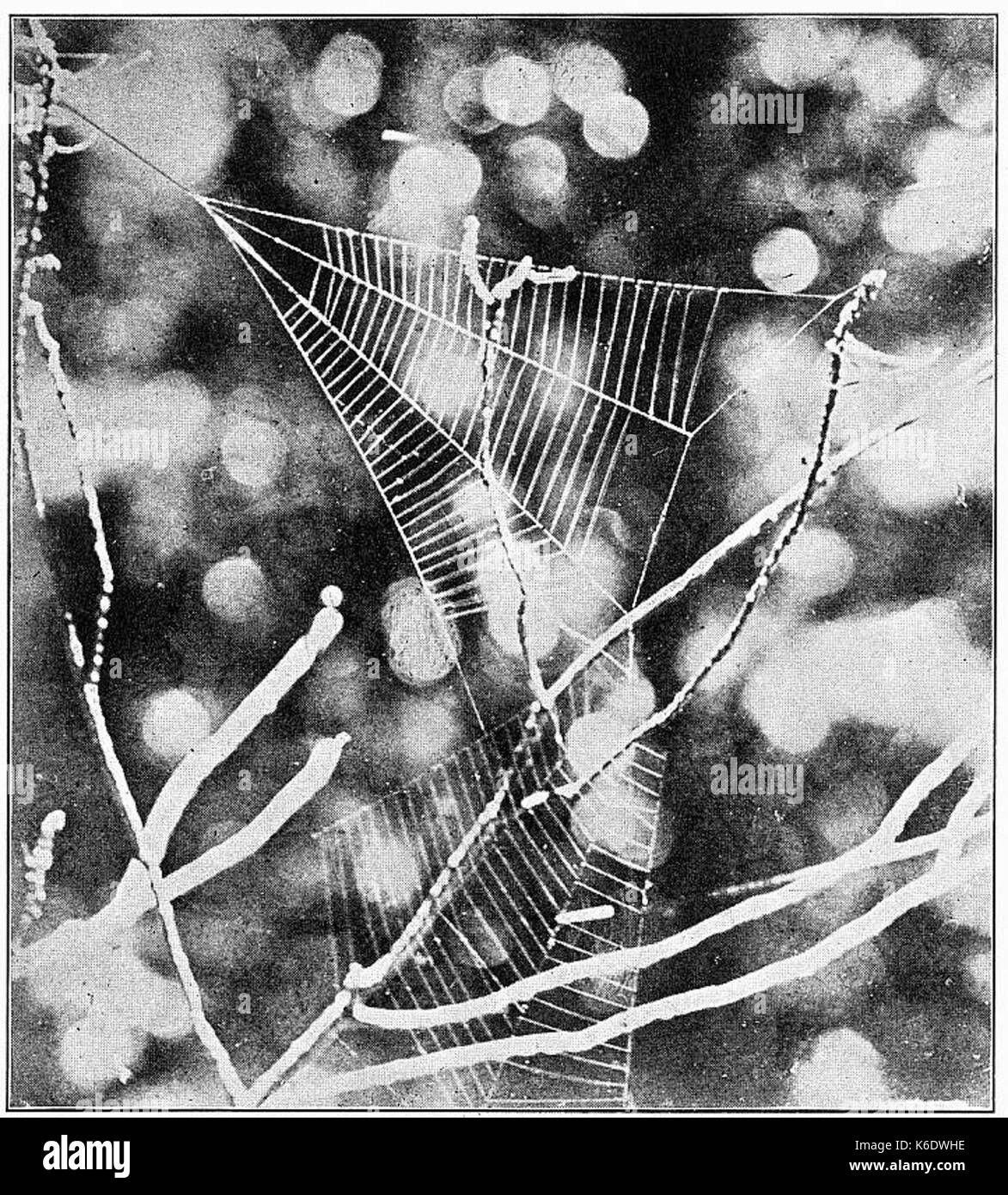 Ragni comune U.S. 500 web Hyptiotes Foto Stock