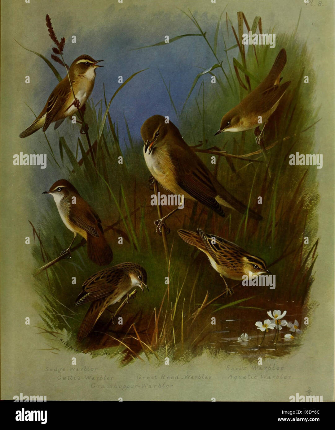 Questa illustrazione di *British Birds* fornisce una descrizione dettagliata delle specie di uccelli nativi britannici, mostrando le loro caratteristiche fisiche e il loro habitat in Gran Bretagna. Foto Stock