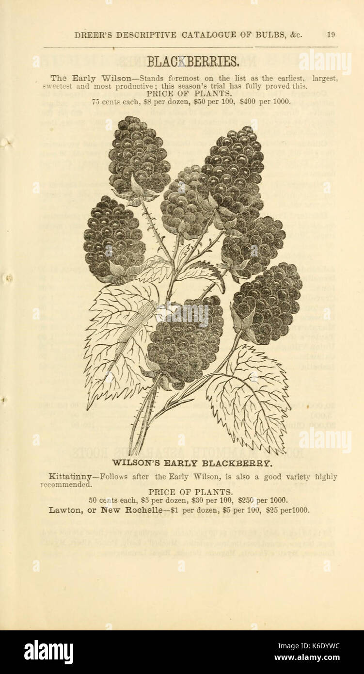 Dreer il catalogo descrittivo di lampadine e di altre radici di fiori, con indicazioni per la loro cultura e la gestione (16579447929) Foto Stock