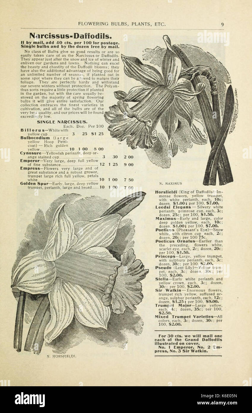 Bulbi e piante (16200730368) Foto Stock