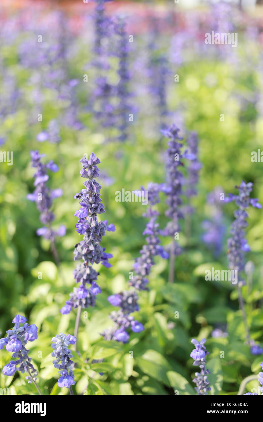 Freschi di fiori di lavanda in giardino per il concetto di bellezza della natura flora. Foto Stock