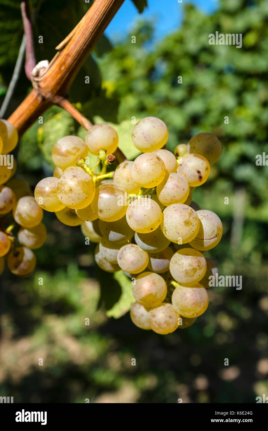 Uve Riesling Foto Stock