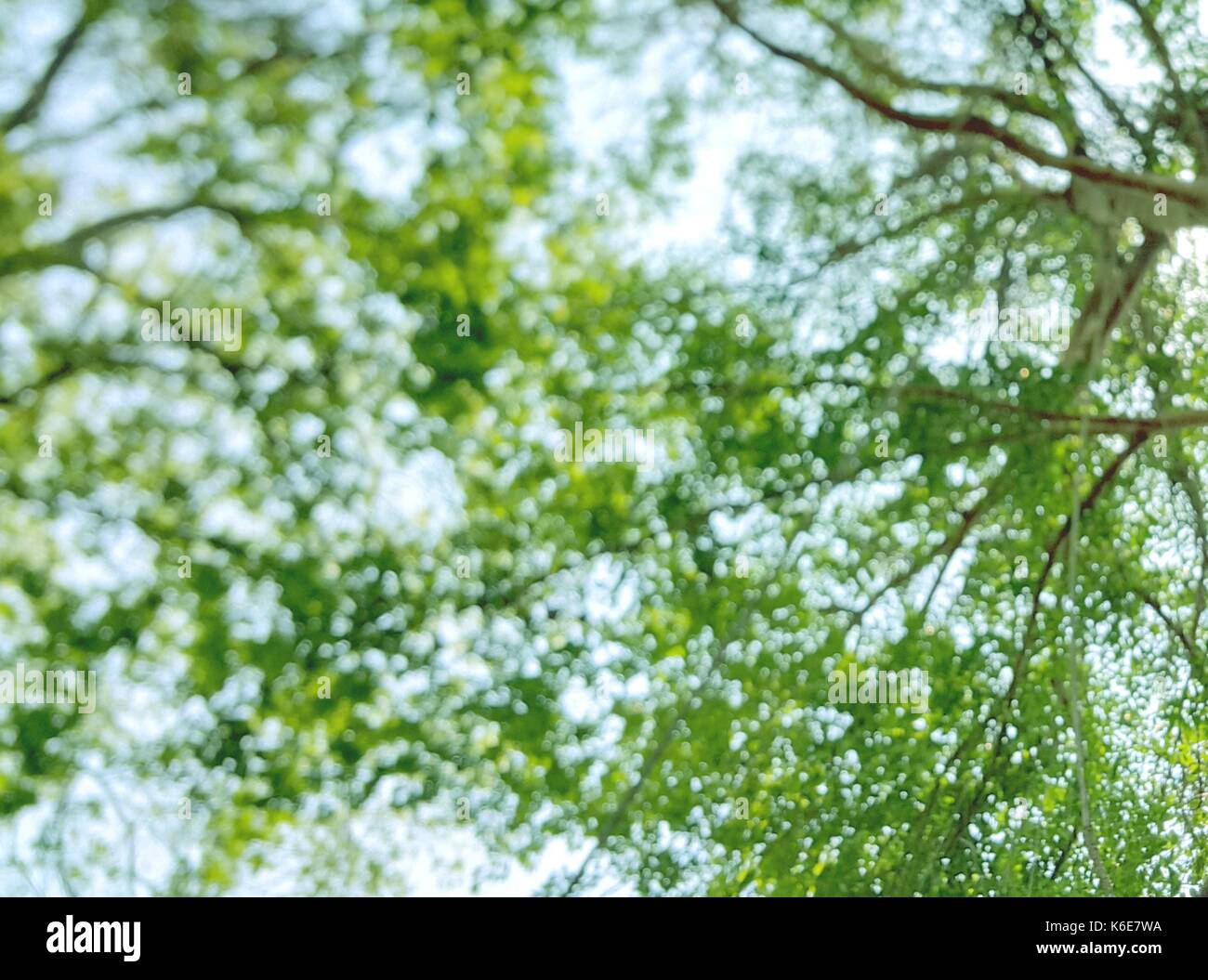 Abstract sfocato verde naturale a rami di alberi con bokeh di fondo della luce solare Foto Stock