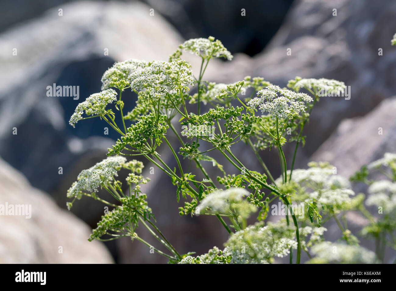La cicuta Conium maculatum Foto Stock