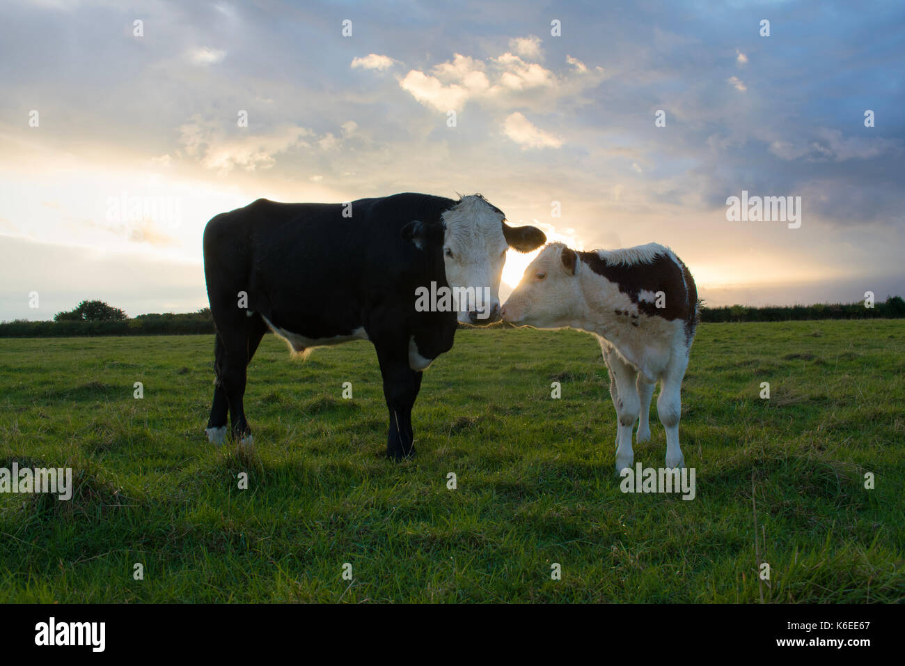 Una vacca (toro) e si tratta di vitello in un campo al tramonto Foto Stock