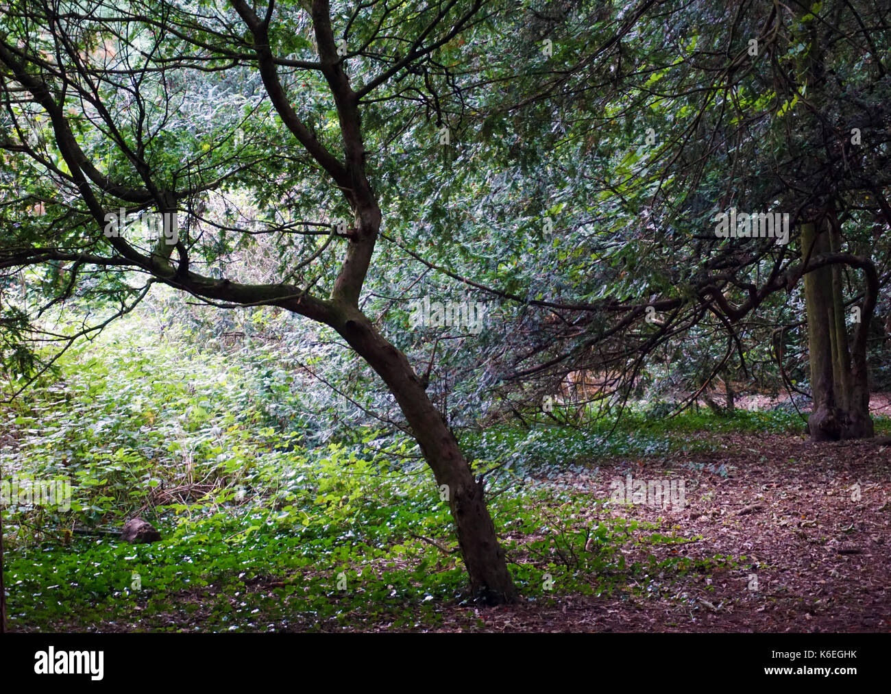 Middlesbrough stewart park Alberi e bosco glade all'inizio dell'autunno Foto Stock