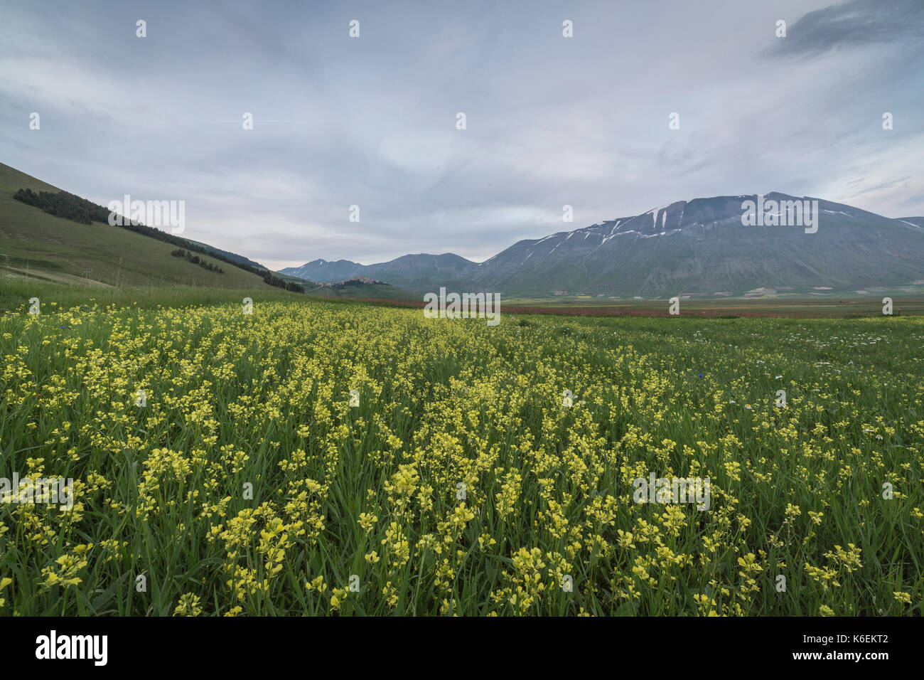 Fiori gialli in fiore incorniciano i monti Castelluccio di Norcia Provincia di Perugia Umbria Italia Europa Foto Stock