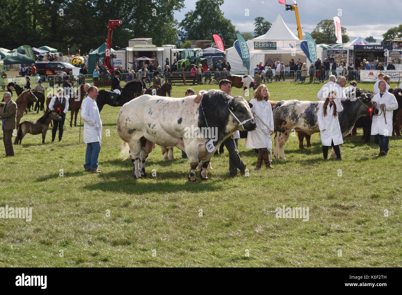 Un enorme British Blue bull (anche belga Blue) al Kington Show, Herefordshire, UK, uno spettacolo tradizionale di bestiame, prodotti e orticoltura Foto Stock