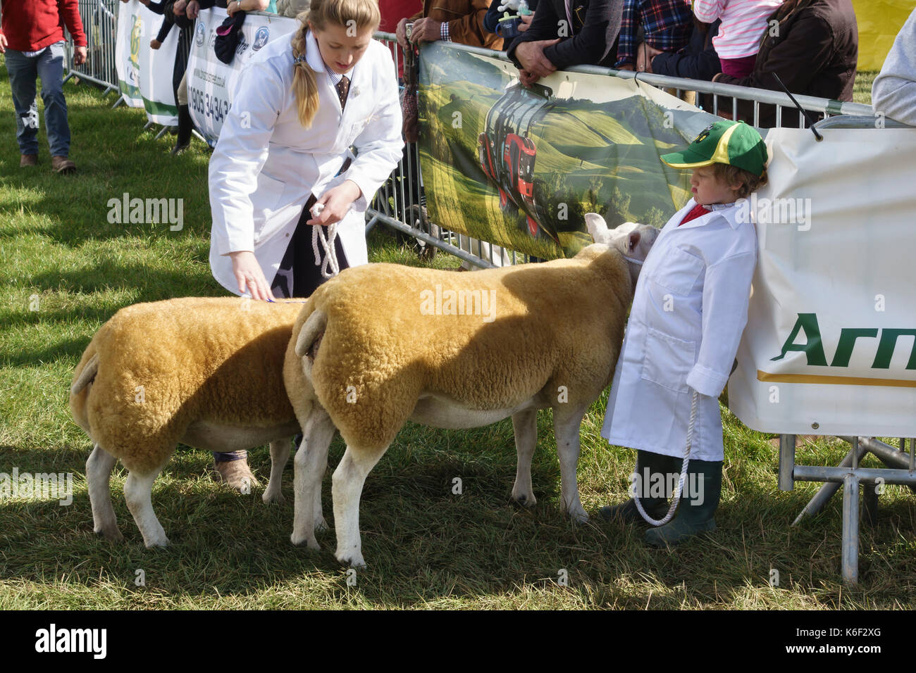 Il Kington mostra (Kington Horse Show & Società Agricola), Herefordshire, UK. Un tradizionale allevamento, produrre e mostra orticola Foto Stock