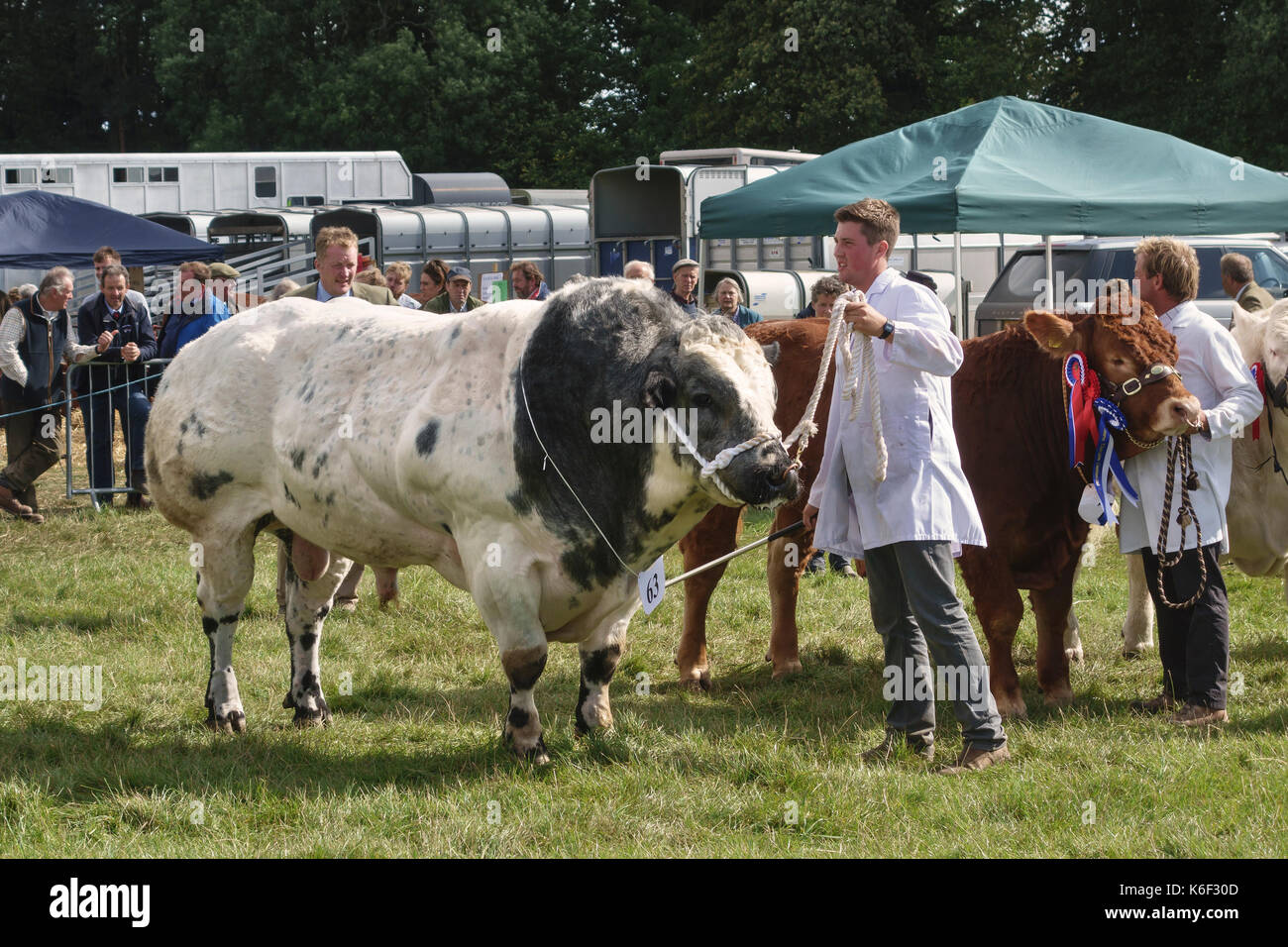 Un enorme British Blue bull (anche belga Blue) al Kington Show, Herefordshire, UK, uno spettacolo tradizionale di bestiame, prodotti e orticoltura Foto Stock
