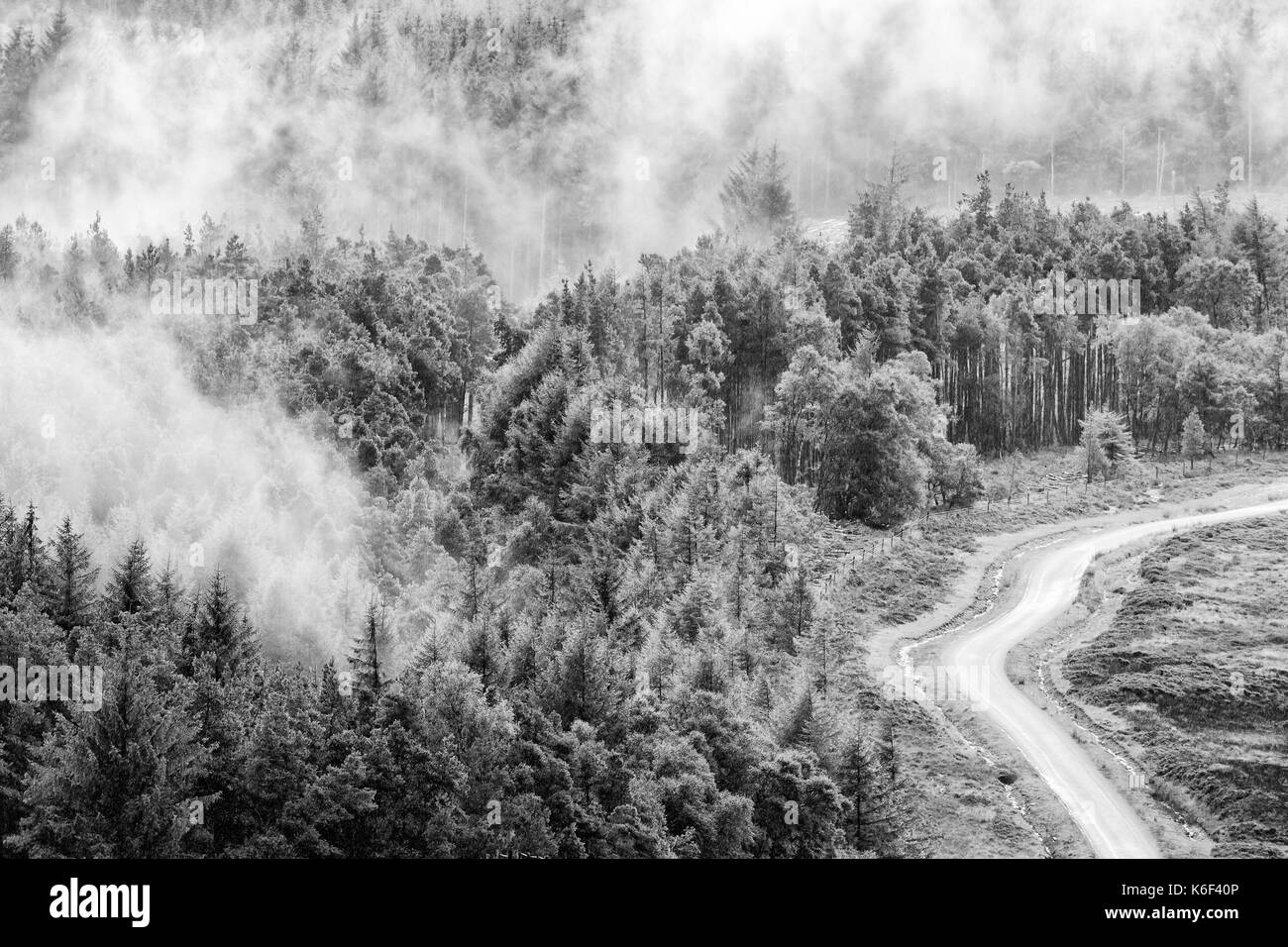 La nebbia la cancellazione oltre coiferous foresta sul egton moor, Heather in fiore e moorland road Foto Stock