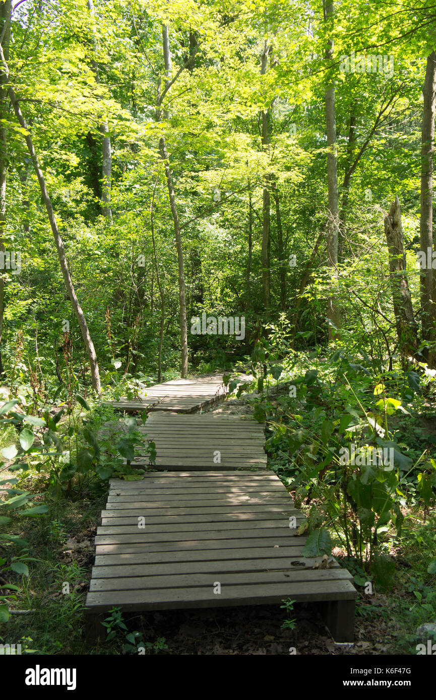 Il Boardwalk in Hammond Park, Chestnut Hill, MA Foto Stock
