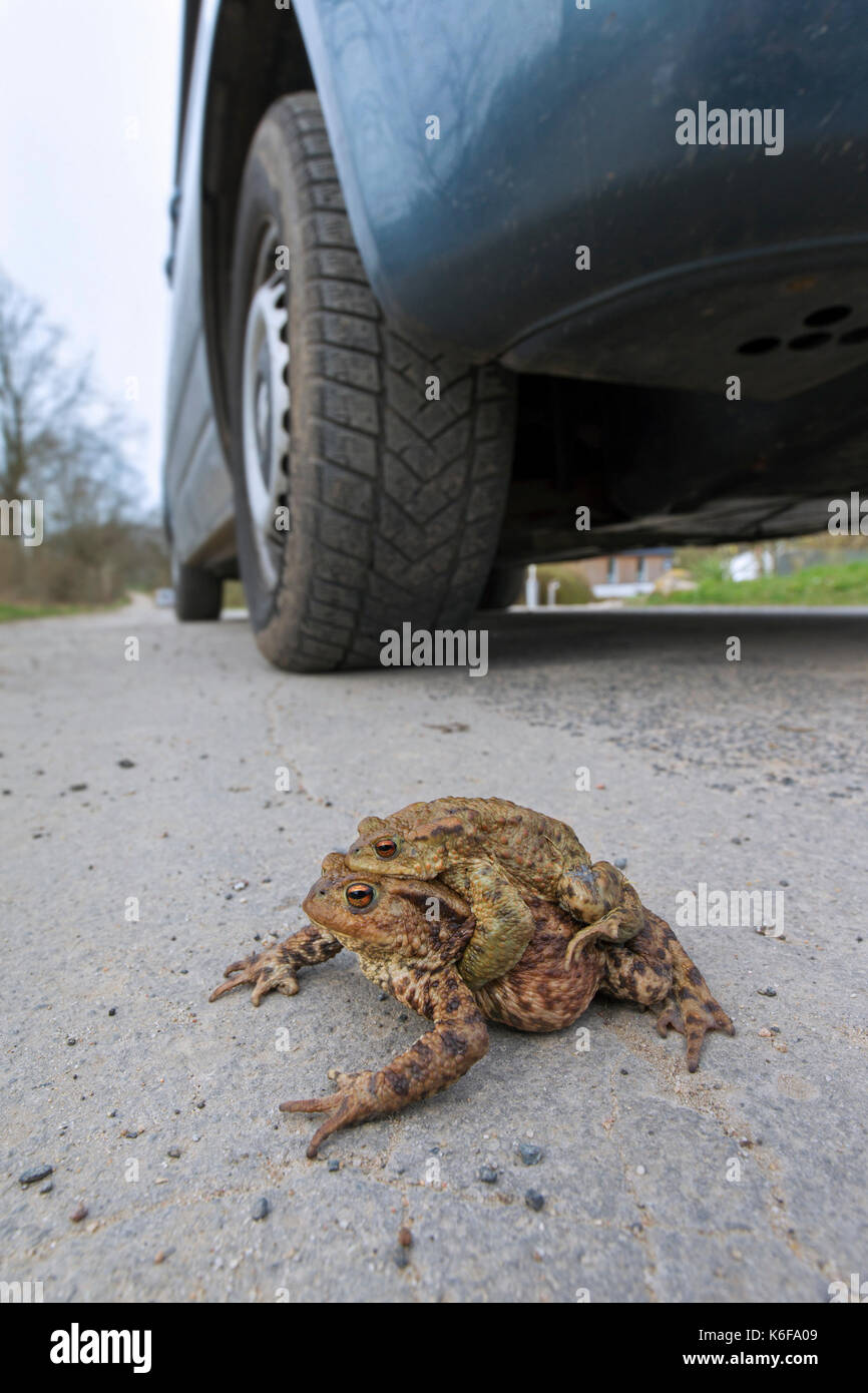 Il rospo comune / europea rospi (Bufo bufo) coppia in amplexus nella parte anteriore del pneumatico auto strada di attraversamento all allevamento di stagno in primavera Foto Stock