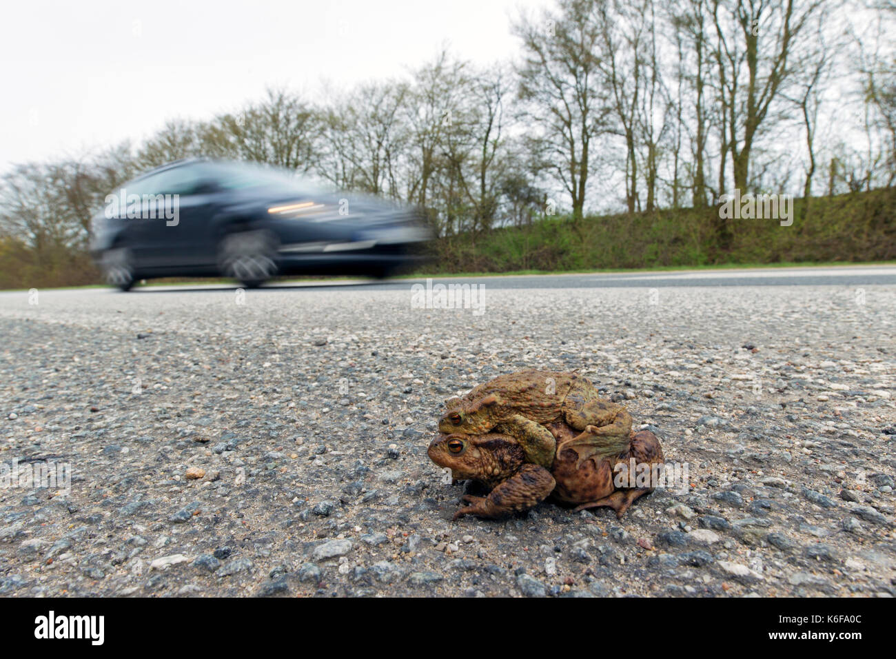 Il rospo comune / europea rospi (Bufo bufo) coppia amplexus in attraversamento di strada con macchine passando all allevamento di stagno in primavera Foto Stock