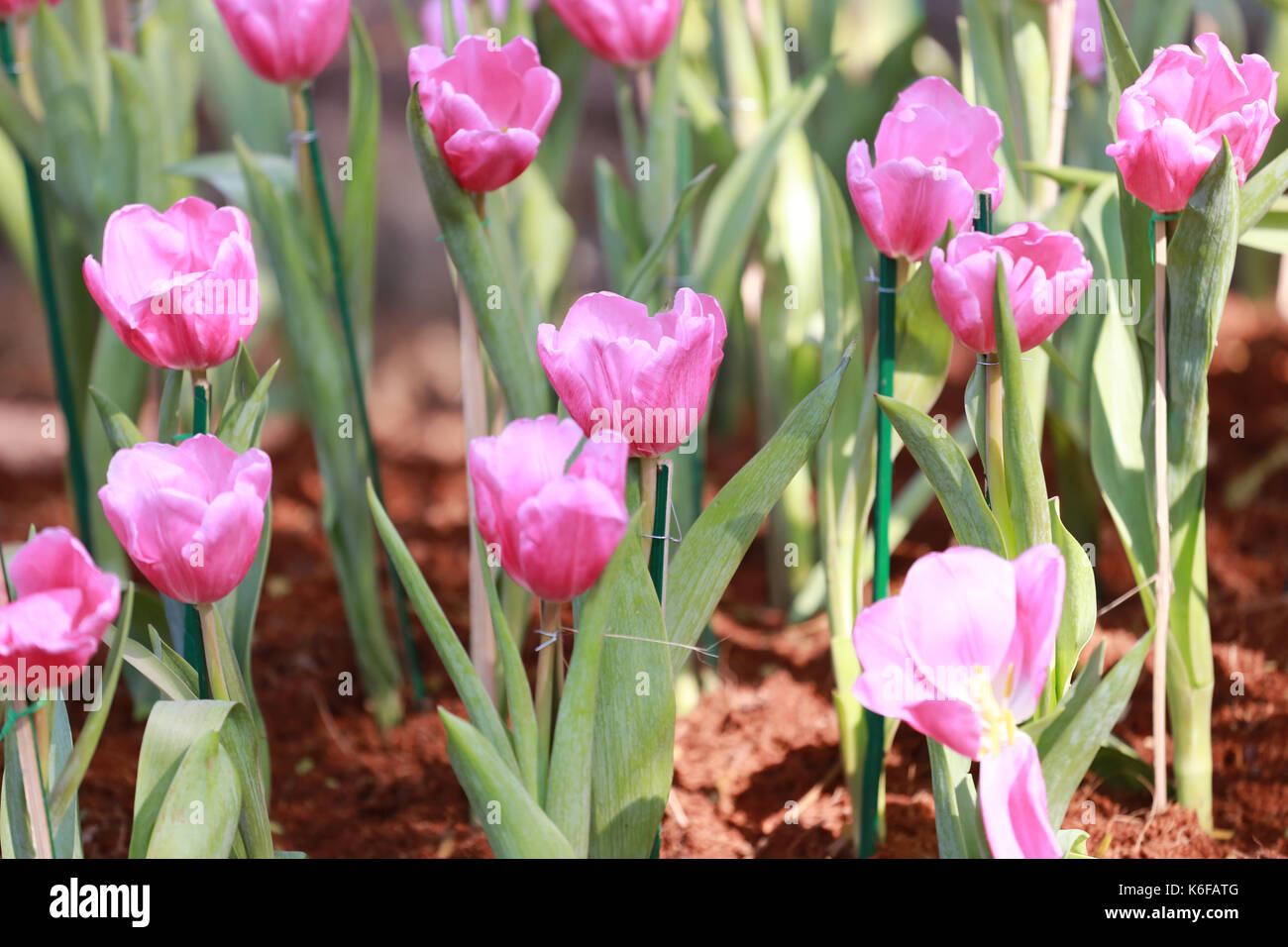 Rosa luminoso tulipani in fiore nel giardino. Foto Stock