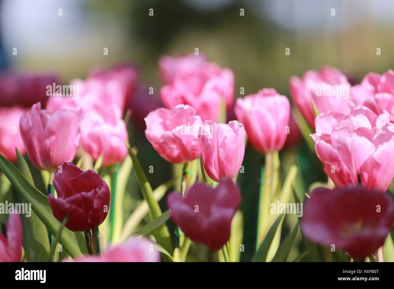 Rosa luminoso tulipani in fiore nel giardino. Foto Stock