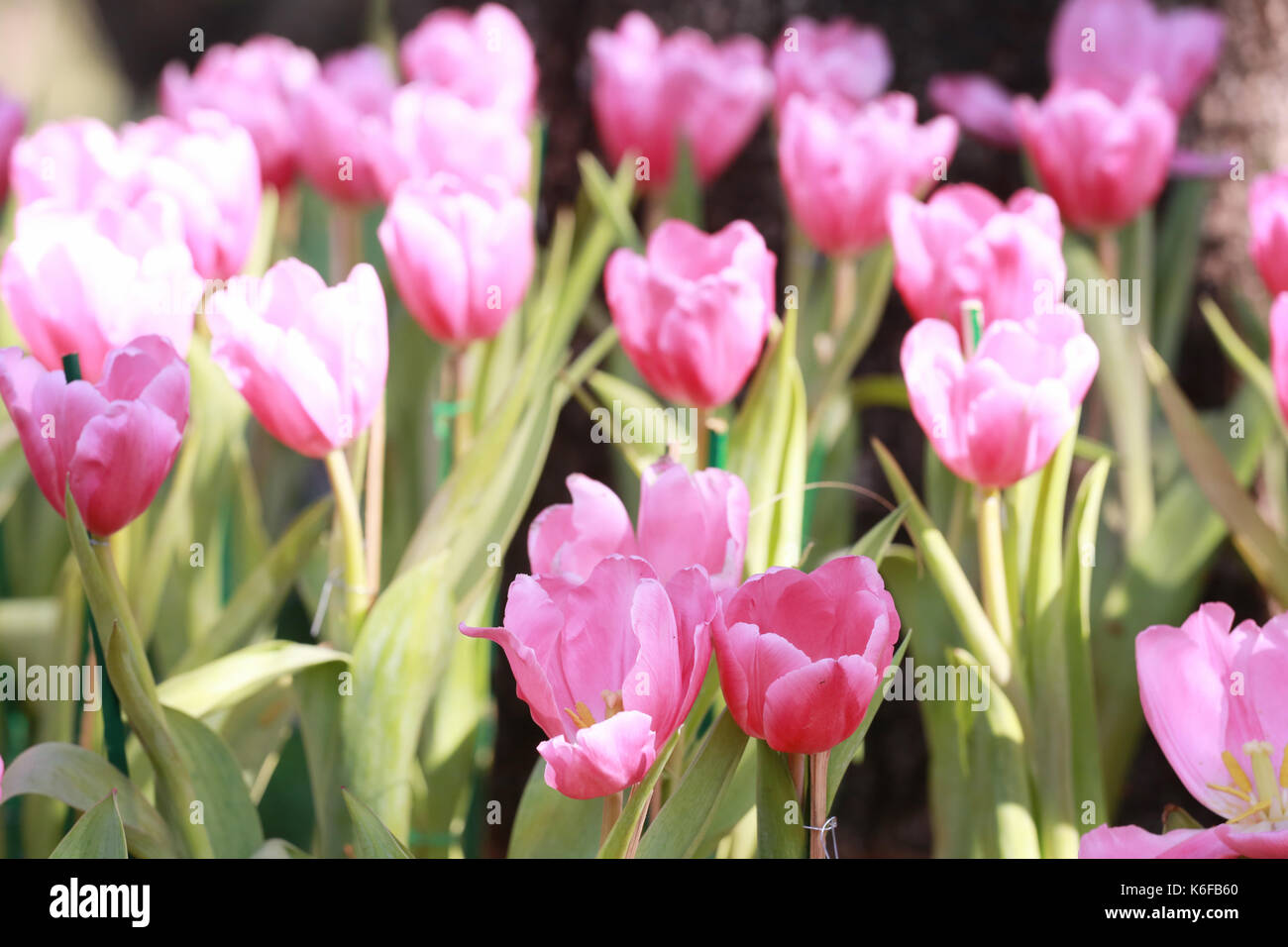 Rosa luminoso tulipani in fiore nel giardino. Foto Stock