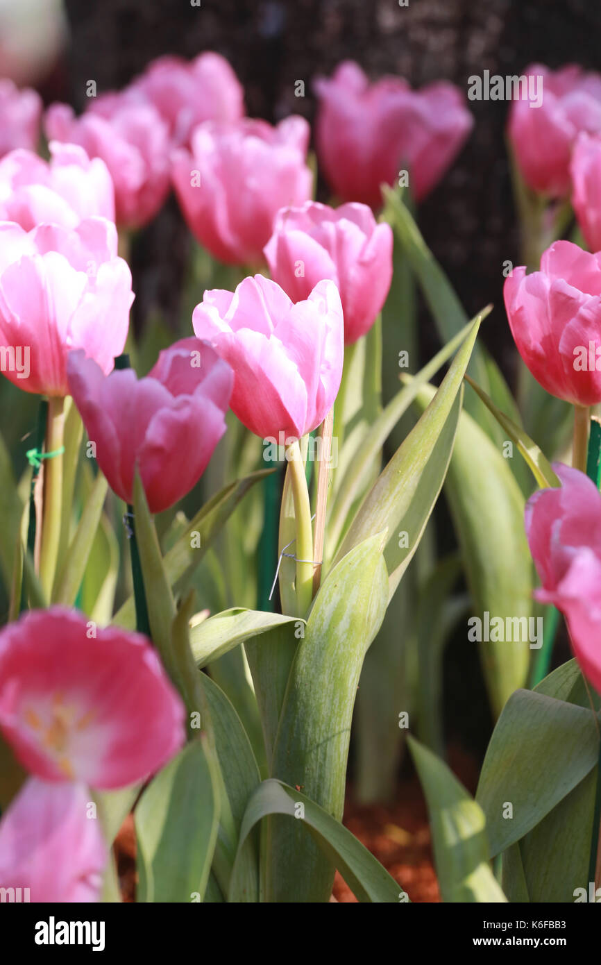 Rosa luminoso tulipani in fiore nel giardino. Foto Stock