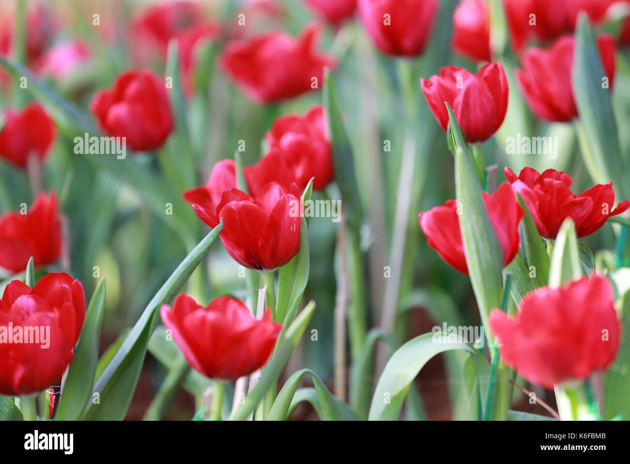 Rosso brillante fioritura di tulipani nel giardino. Foto Stock