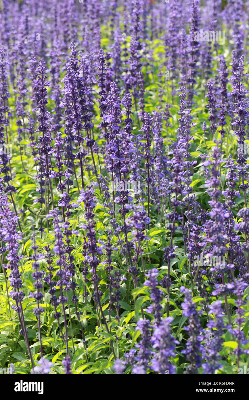 Freschi di fiori di lavanda in giardino per il concetto di bellezza della natura flora. Foto Stock