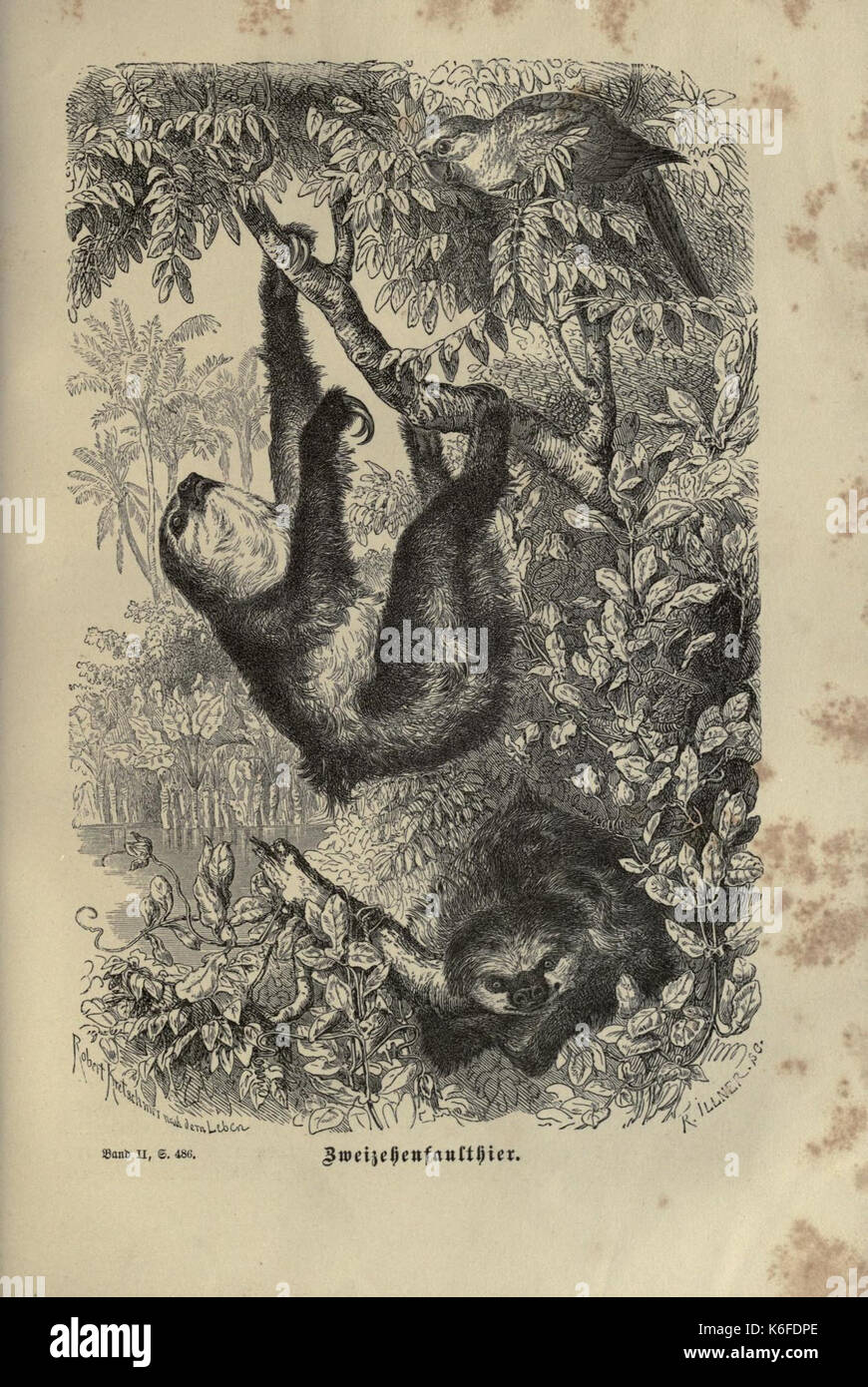 Brehms thierleben, allgemeine kunde des thierreichs (8345997035) Foto Stock