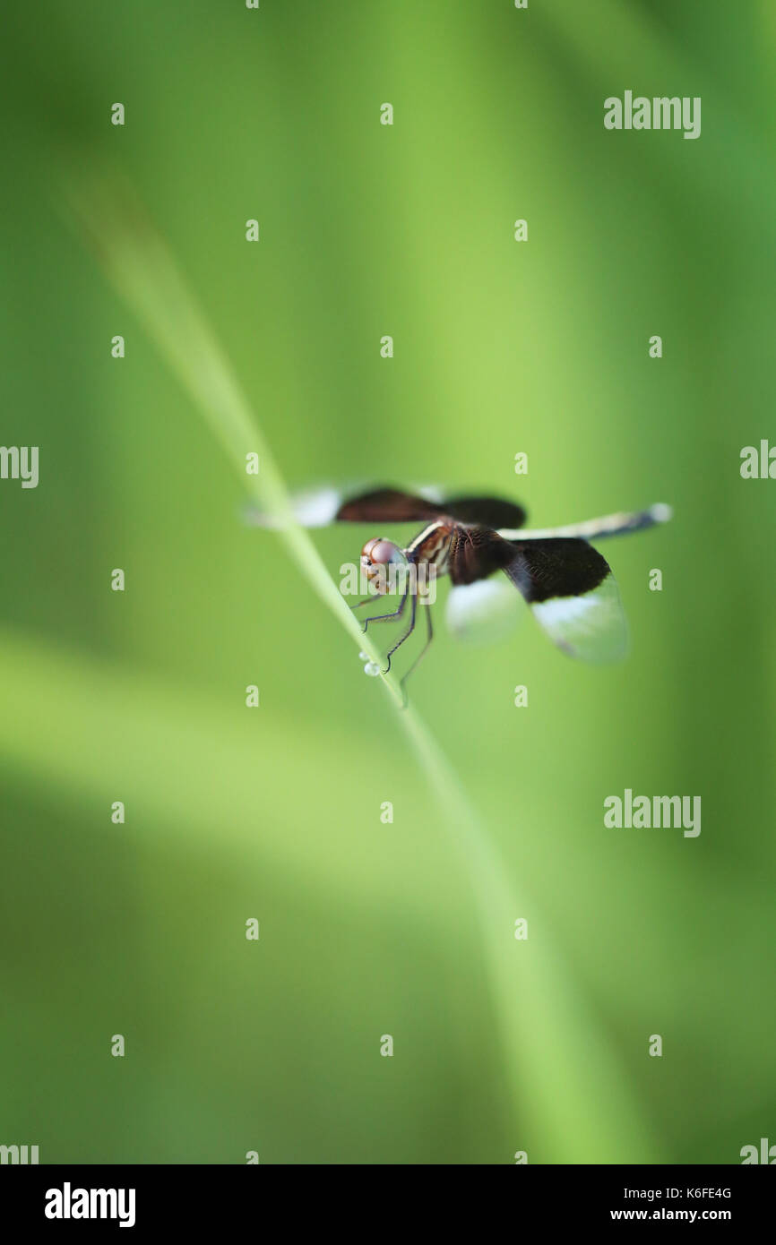 Libellula su una foglia di riso in un'area agricola,concentrarsi sulla testa. Foto Stock