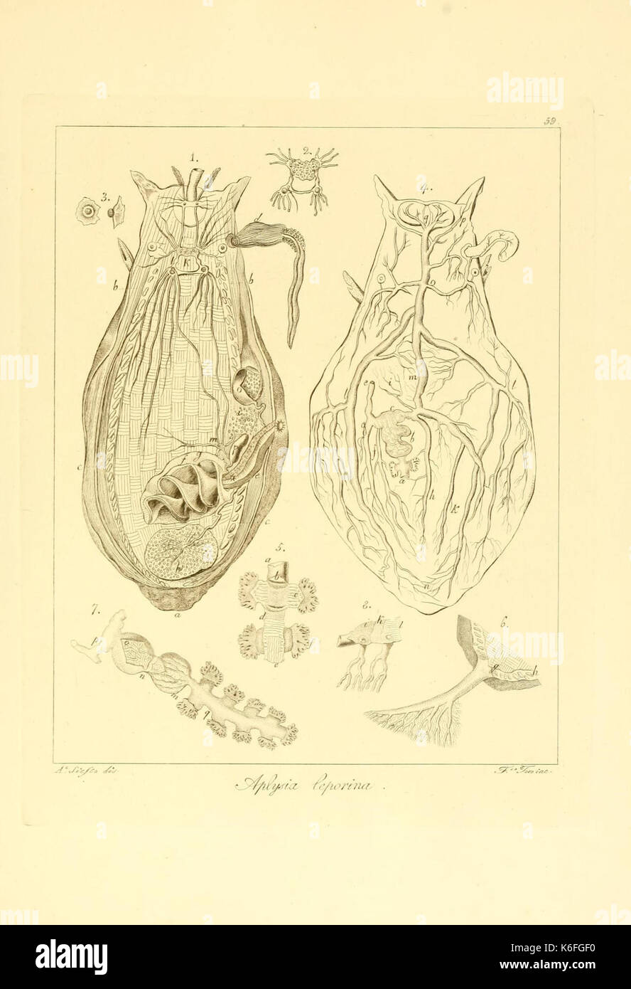 Descrizione e notomia degli animali invertebrati della Sicilia citeriore (piastra 59) (9351721002) Foto Stock