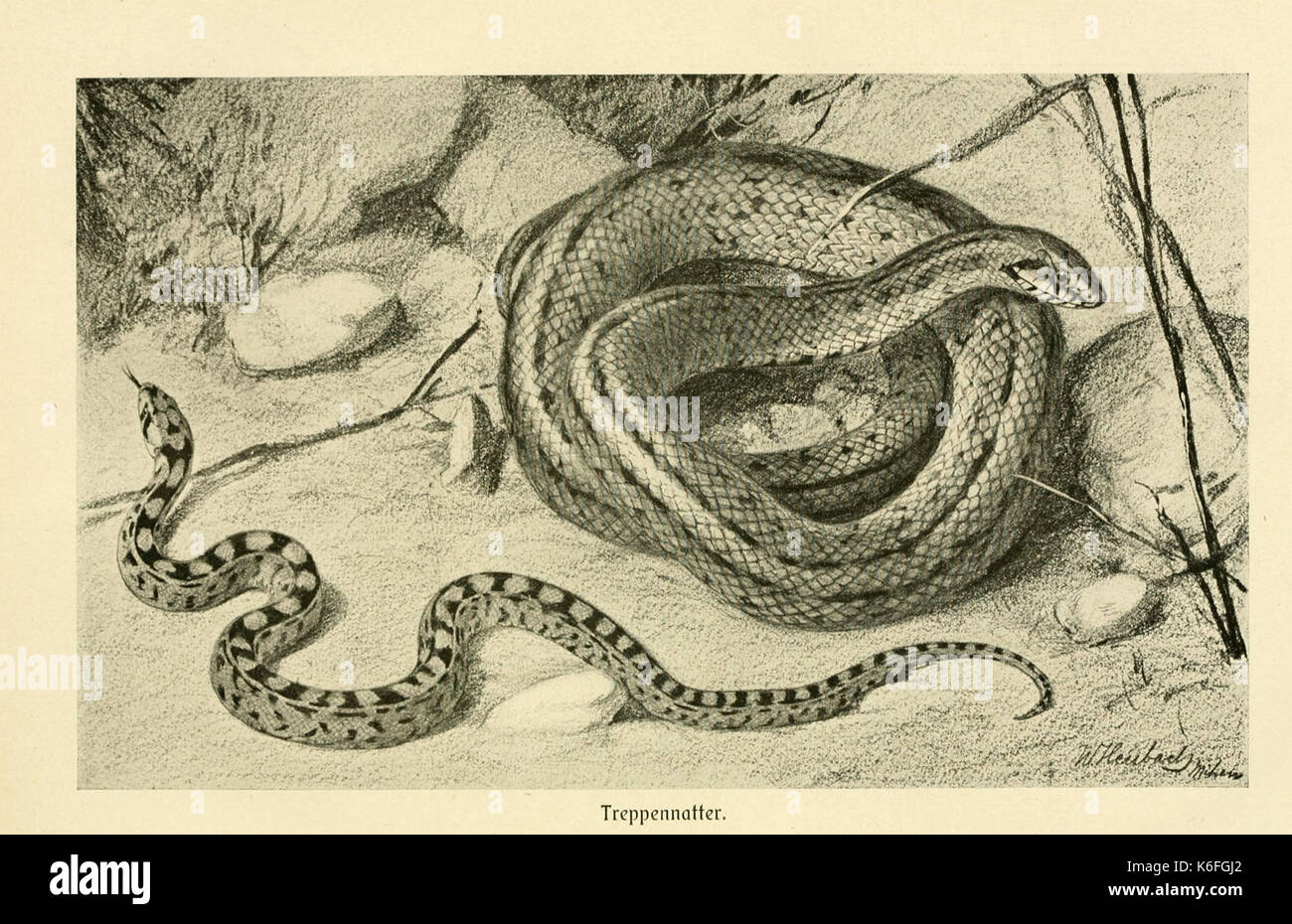 Brehms Tierleben (piastra Treppennatter) (9351502700) Foto Stock