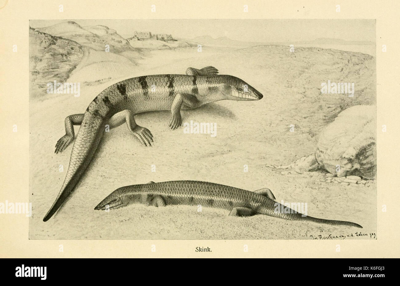 Brehms Tierleben (piastra Skink) (9351484386) Foto Stock