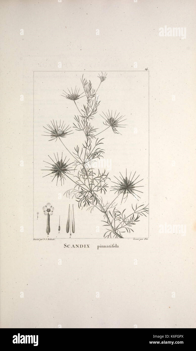 Descrizione des plantes nouvelles et peu connues piastra (14) (9343357694) Foto Stock