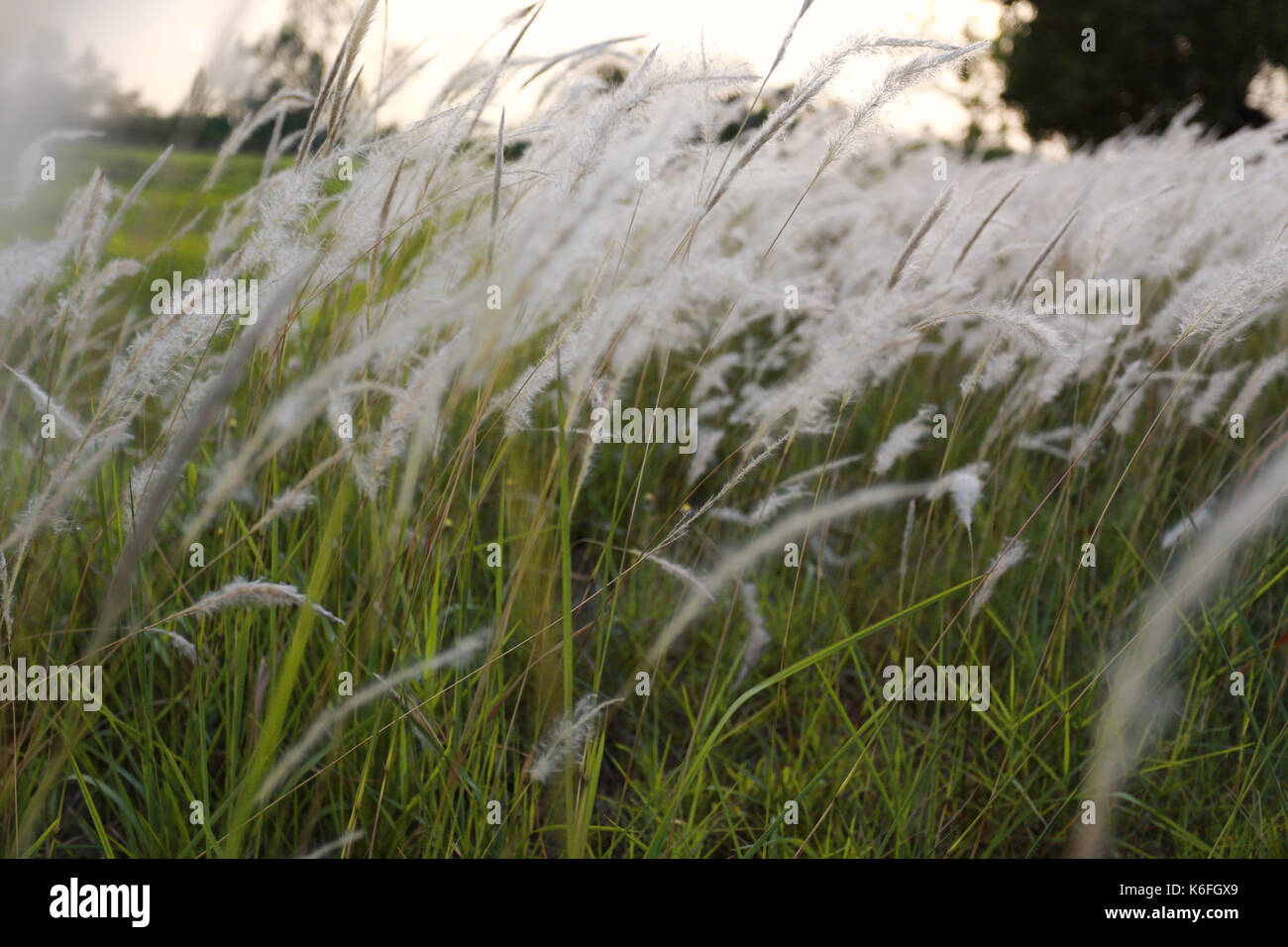 Erba e la luce del sole nella serata di vintage stile di colore per natura progettuale dello sfondo. Foto Stock