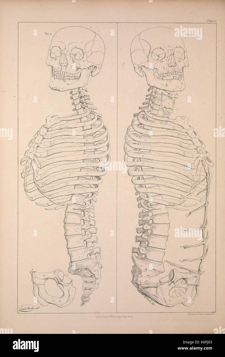 Confronto osteologia (piastra 40) (9240356336) Foto Stock