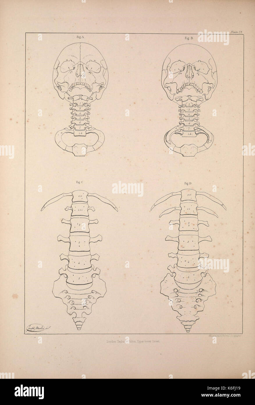 Confronto osteologia (piastra 22) (9240324946) Foto Stock