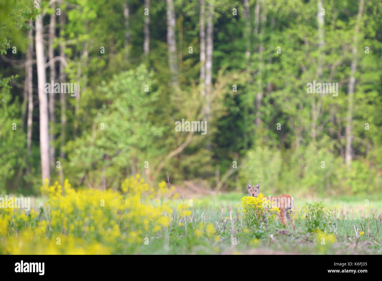 Selvatica e Libera Europea (Lynx Lynx lynx) in Estonia, Europa Foto Stock