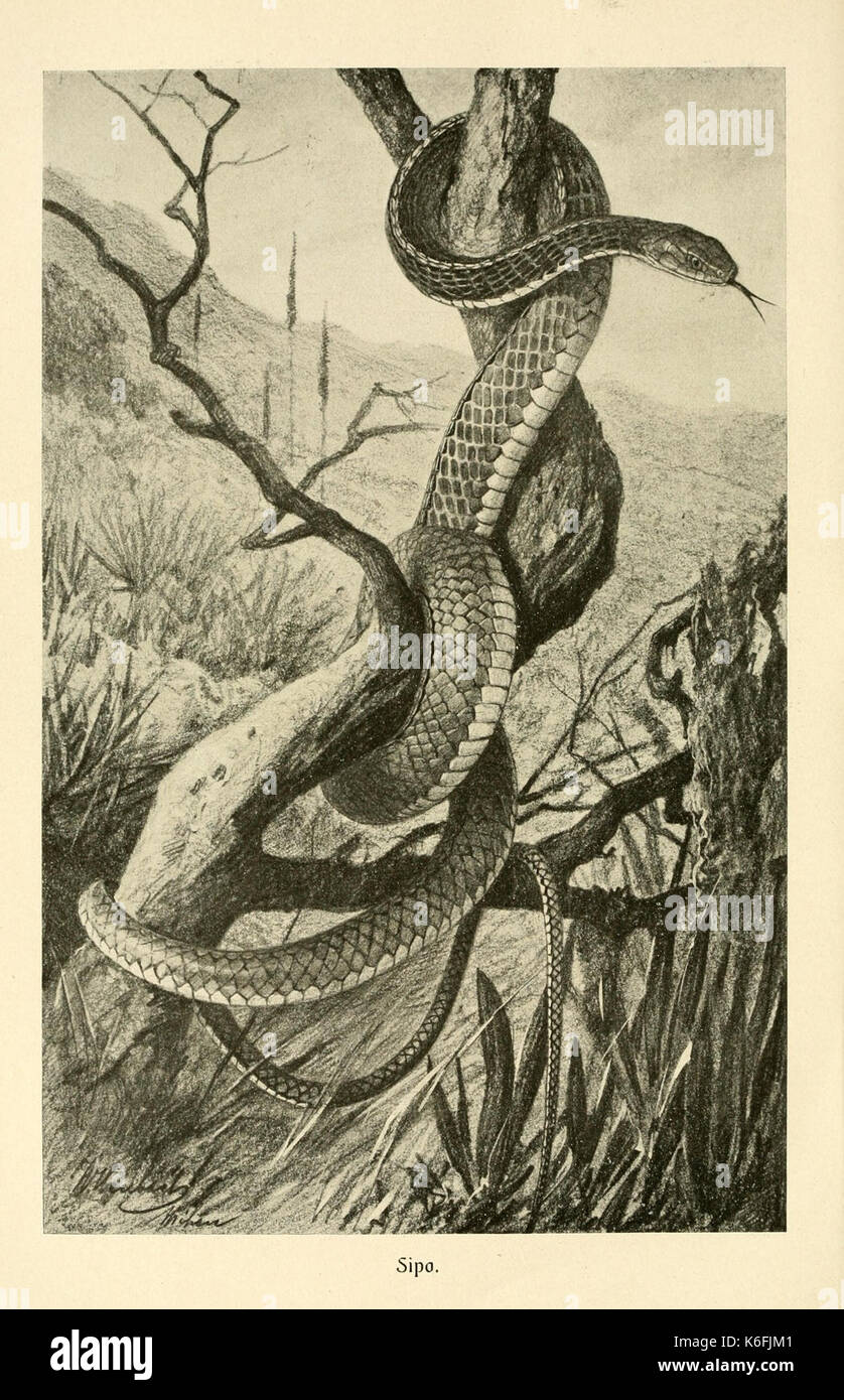 Questo si riferisce a un'illustrazione tratta dal "Tierleben" di Brehm, o "vita degli animali", che mostra una specie chiamata Sipo. Il lavoro è noto per le sue dettagliate raffigurazioni del comportamento animale, contribuendo in modo significativo alla zoologia e allo studio della vita animale. Foto Stock