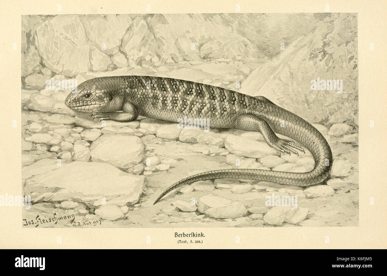Brehms Tierleben (piastra Berberskink) (9348705967) Foto Stock