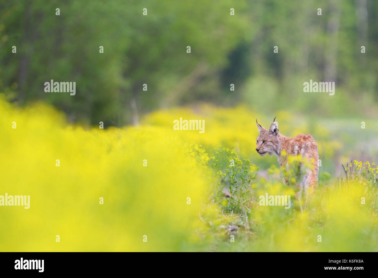 Selvatica e Libera Europea (Lynx Lynx lynx) in Estonia, Europa Foto Stock