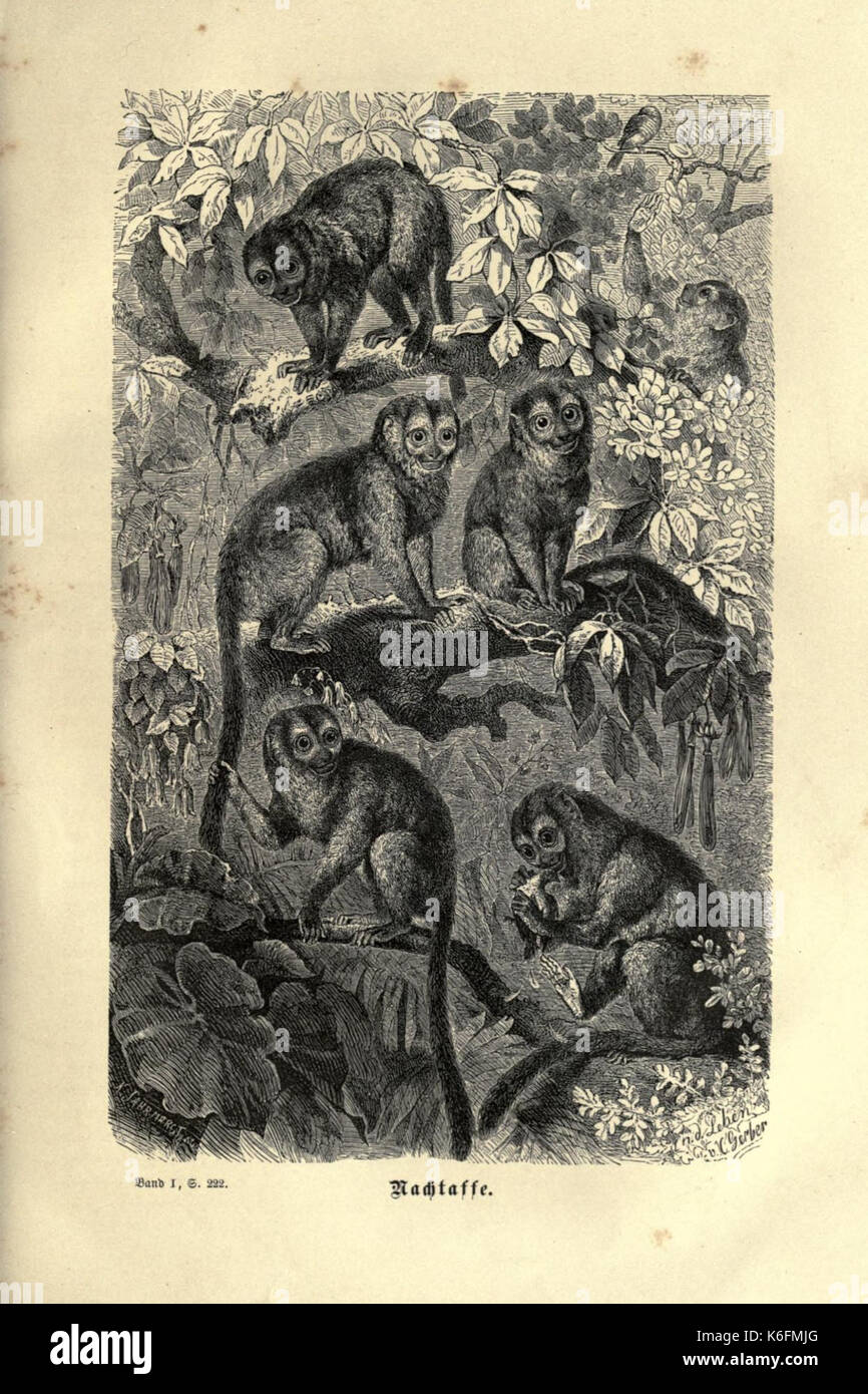 Brehms thierleben, allgemeine kunde des thierreichs (piastra 8) (7971893278) Foto Stock
