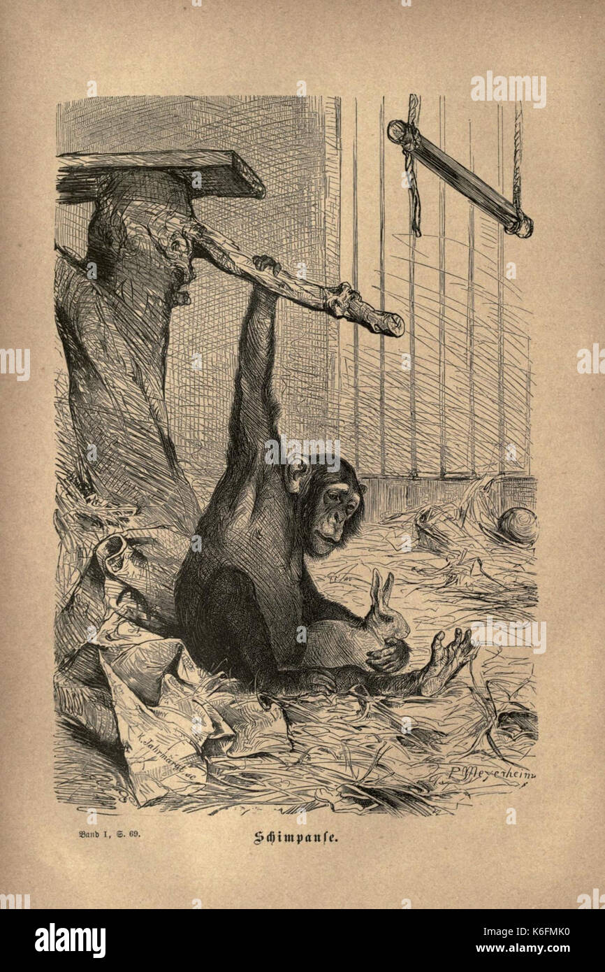 Brehms thierleben, allgemeine kunde des thierreichs (piastra 4) (7971888158) Foto Stock