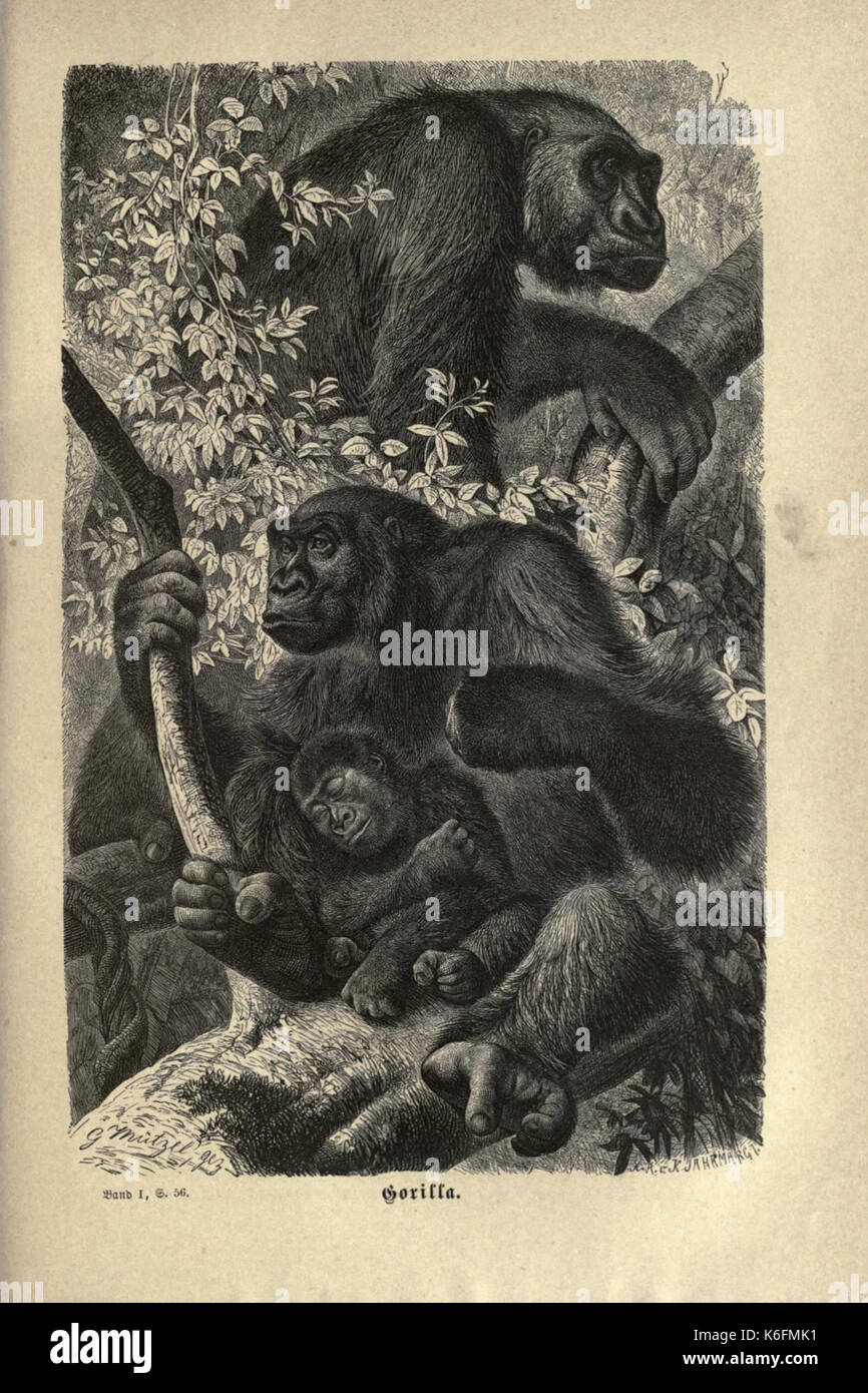 Brehms thierleben, allgemeine kunde des thierreichs (piastra 3) (7971887048) Foto Stock