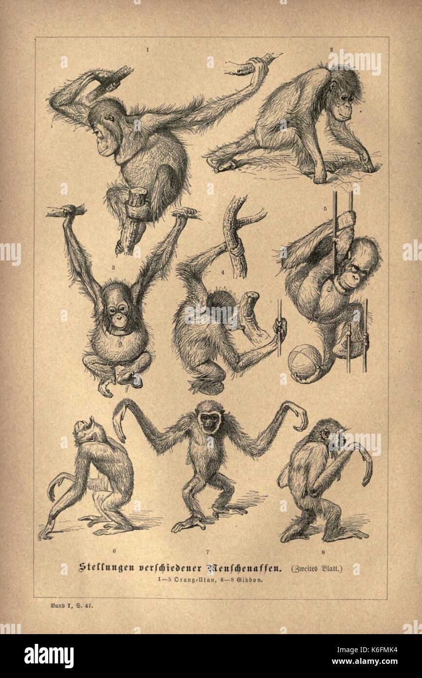 Questo piatto è tratto dal libro "Brehms Tierleben", un'opera dei primi anni del XIX secolo che si concentra sul comportamento animale, la zoologia e la storia naturale. Foto Stock