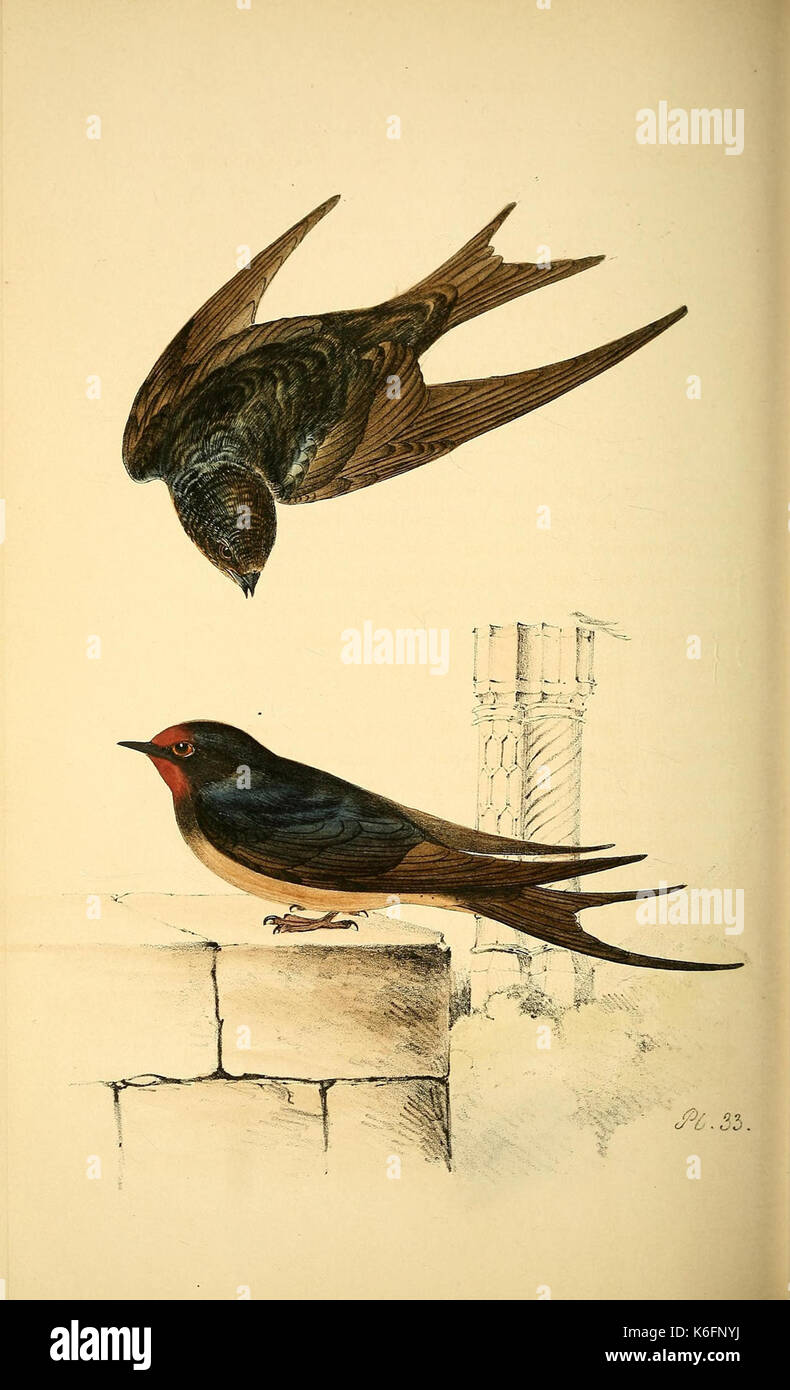 Illustrazioni colorate britannica di uccelli e le loro uova (Pl. 33) (7830890952) Foto Stock