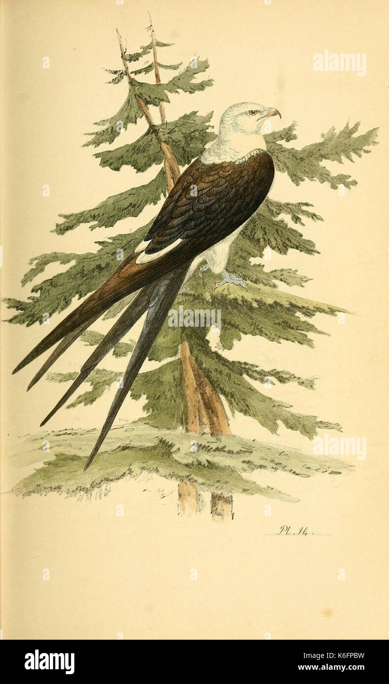 Illustrazioni colorate britannica di uccelli e le loro uova (Pl. 14) (7830862228) Foto Stock