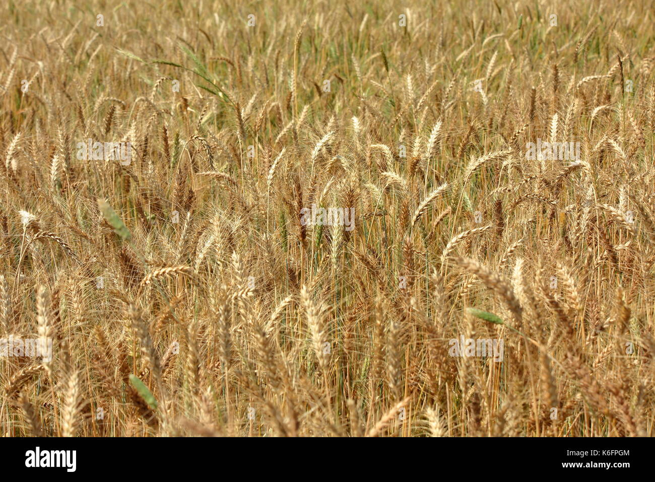 Coltivazione di grano in Pakistan Foto Stock