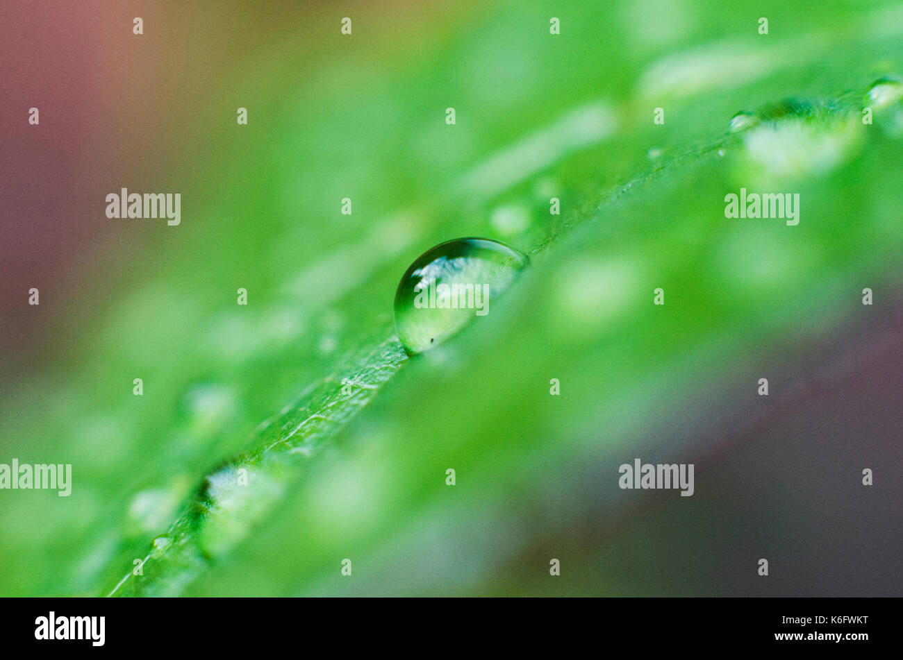 Foto macro della goccia di acqua sulla foglia Foto Stock