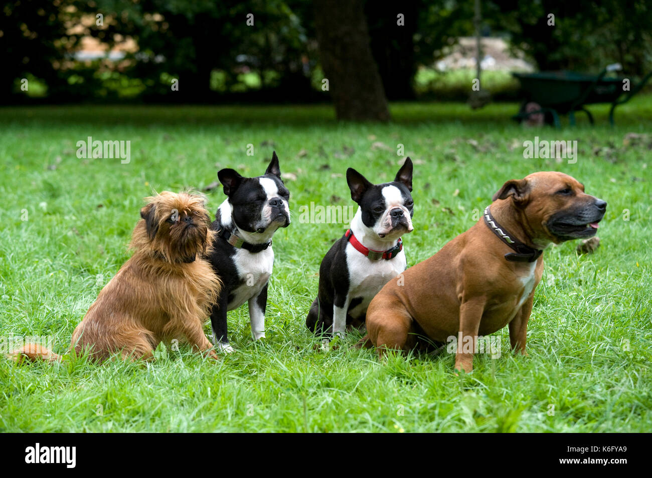 Staffordshire bull terrier, coppia di Boston Terrier & griffon bruxellois / griffon belge, seduti insieme in giardino, Regno Unito Foto Stock