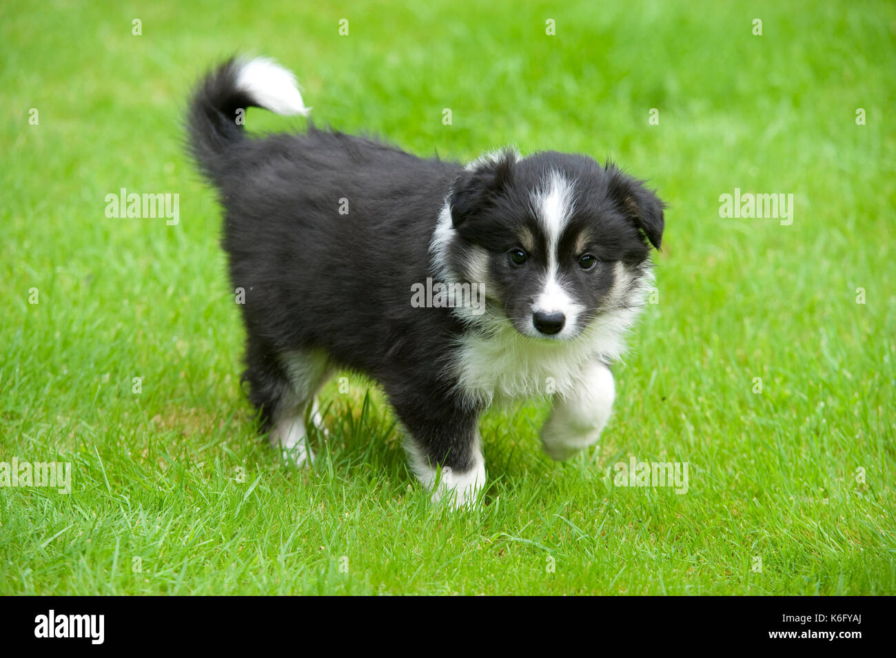 Border Collie cane, cucciolo, in Garden Regno Unito, giocando, bianco e nero, 10 settimane Foto Stock